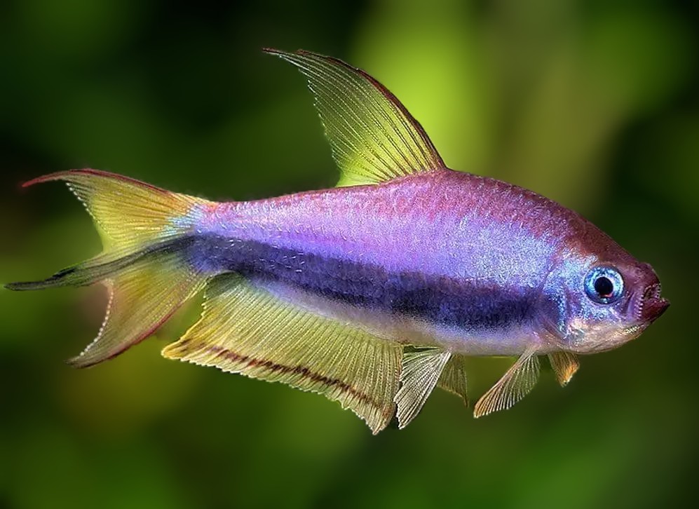 Golden Purple Emperor